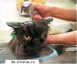 jokes...just for smiles..:D - How To Wash The Cat! 1. Thoroughly clean the - Bancuri