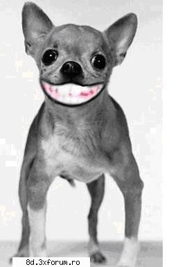 sincerely, the dog for smiles..:d