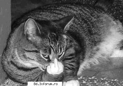 jokes...just for smiles..:D - Here is what the cat had to say after it became - Bancuri