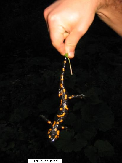 poze again... - SALUTARE! va place salamandra? - Poze